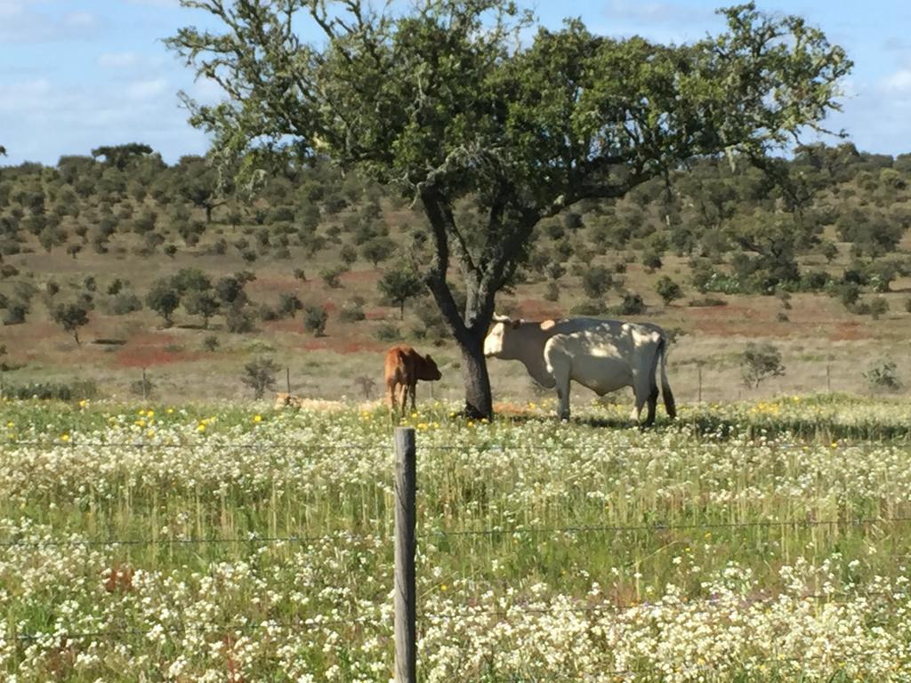 Casinha Das Flores Reguengos de Monsaraz Εξωτερικό φωτογραφία